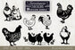Chicken designs bundle svg, Chicken illustrations svg, Chicken cliparts svg, Chicken lover svg, Funny chicken svg