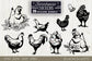 Chicken designs bundle svg, Chicken illustrations svg, Chicken cliparts svg, Chicken lover svg, Funny chicken svg